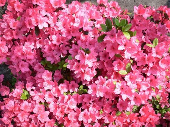 Archisio - Rizzi Giardini - Progetto Terrazza urbana