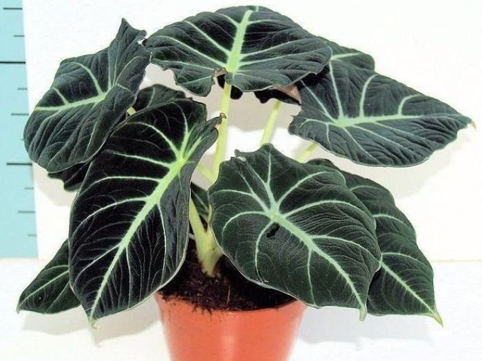 Archisio - Artenatura Vivai Saas - Progetto Piante da interno