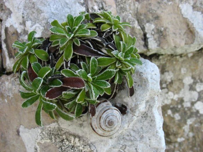 Archisio - Giovanni Salerno - Progetto Laboratorio della biodiversit del parco regionale del matese Studio della flora e della vegetazione Agriconsulting spa