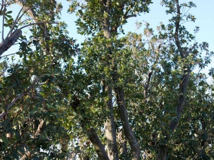 Archisio - Vivai Cantatore - Progetto Piante