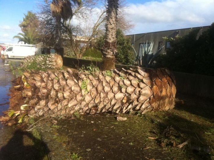 Archisio - Service Garden - Progetto Manutenzione verde