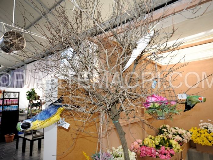 Archisio - Piante Macri - Progetto Il garden