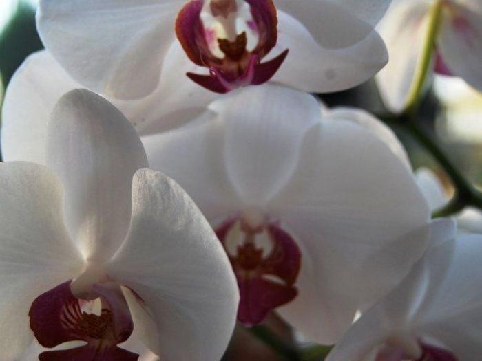 Archisio - Artenatura Vivai Saas - Progetto Piante da interno