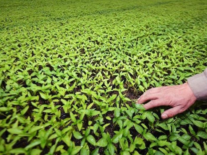 Archisio - Lo Studio Botanico - Progetto Certificazioni