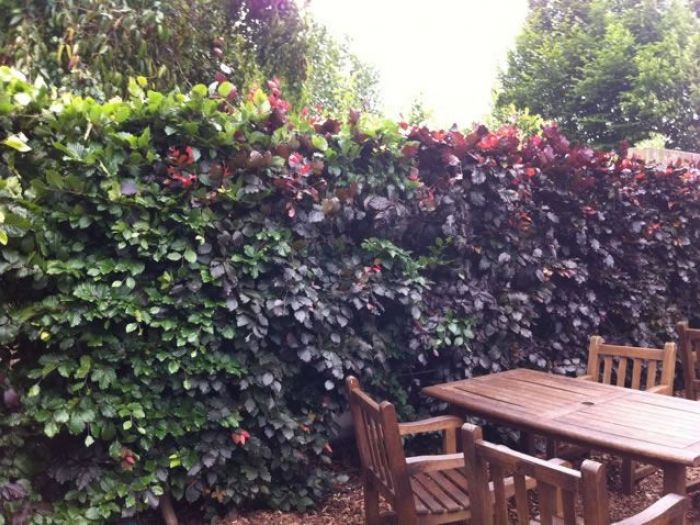 Archisio - Carlo Maria Maggia - Progetto Giardini