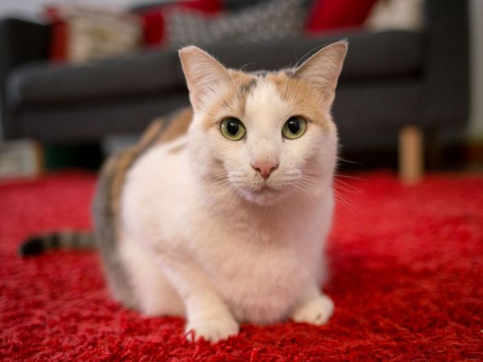 Archisio - Barbara Malavasi - Progetto Casa luna