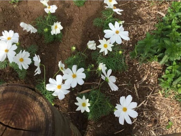 Archisio - Suingiardino Snc - Progetto Laspirale aromatica