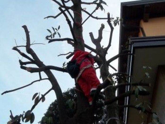 Archisio - Dottore Agronomo Andrea Bucci - Progetto Dai forma al tuo verde potature e sostituzioni