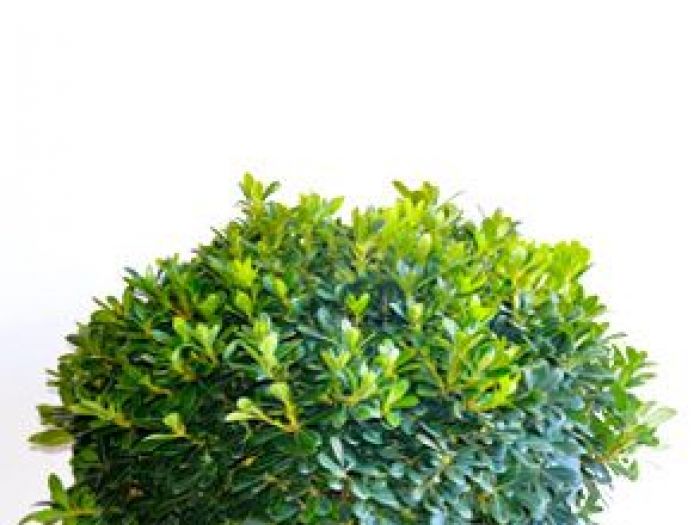 Archisio - Vivai Cantatore - Progetto Piante