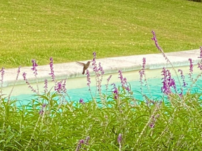 Archisio - Claudia Dibbe Piazza - Progetto Storica dellarte ed ingegnere agronomo Paesaggismo e home decor counselling