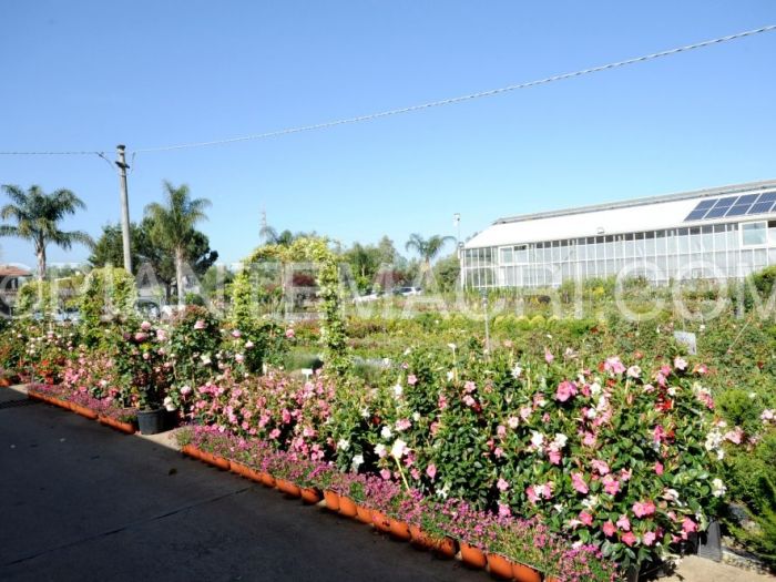 Archisio - Piante Macri - Progetto Il vivaio