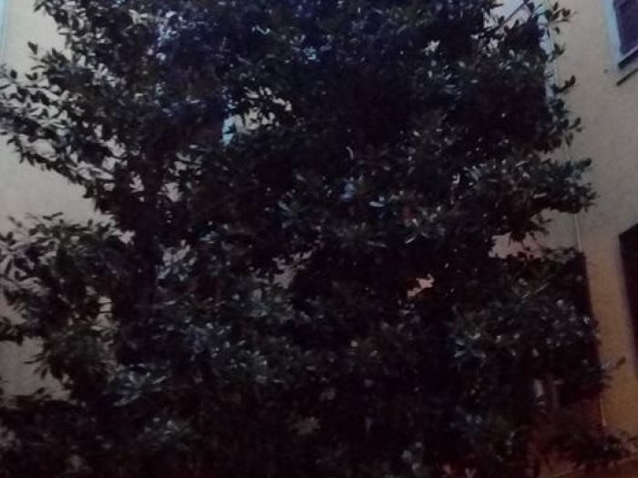 Archisio - I Giardini Dei Tudor - Progetto Potature e tagliamento di alberi