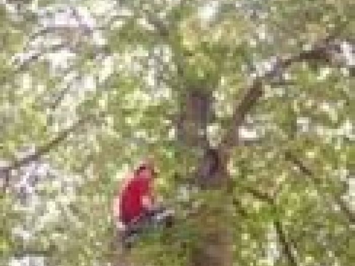 Archisio - Vertical Service - Progetto Potatura arbusti