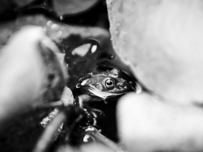 Archisio - Roberto Nangeroni Photographer - Progetto Natura