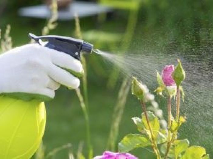 Archisio - Mustop - Progetto Disinfestazione