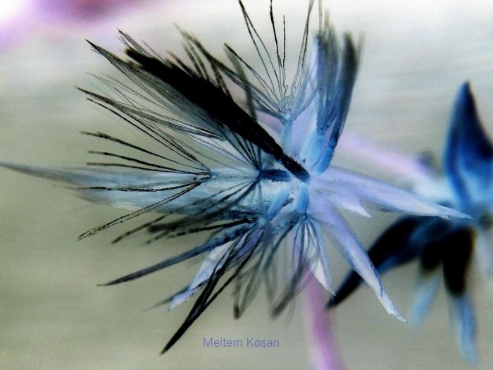 Archisio - Gianluca Vetrugno Meltem Kosan the Art Of The Negative - Artisti - Progetto Galleria 1 fotografie astratte