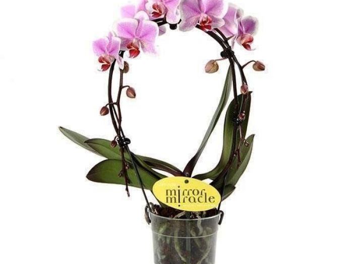 Archisio - Artenatura Vivai Saas - Progetto Piante da interno