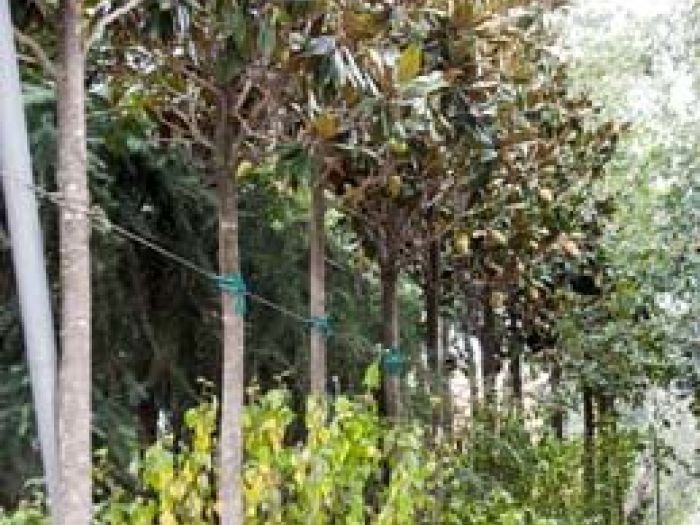 Archisio - Vivai Cantatore - Progetto Piante