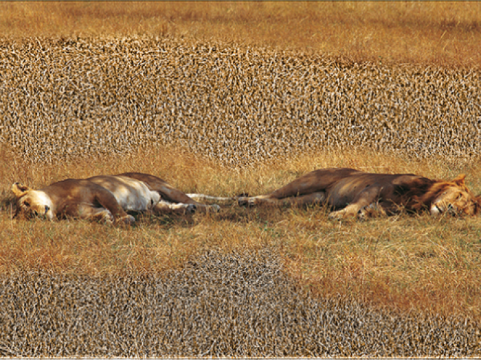 Archisio - Patrizia Savarese - Progetto Fotografia