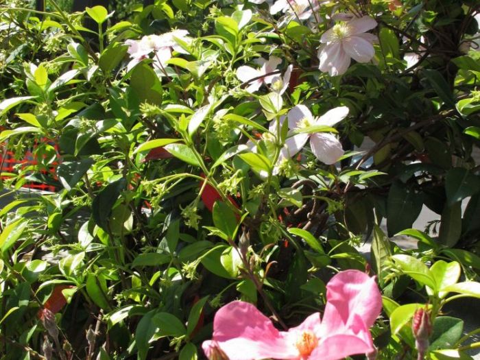 Archisio - Studio Progetto Giardino - Progetto Aiuole