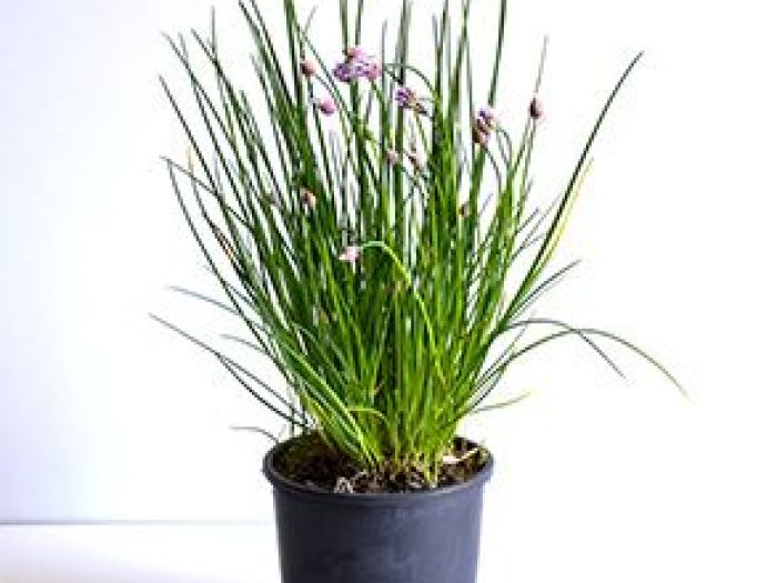 Archisio - Vivai Cantatore - Progetto Piante