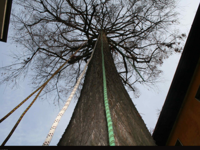 Archisio - Tadini Arte Verde - Progetto Alberi