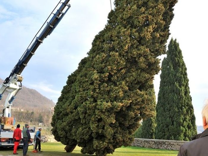Archisio - Il Dottore Del Verde Di Bruno Barnaba - Progetto Abbattimento cedro monumento sisma 1976