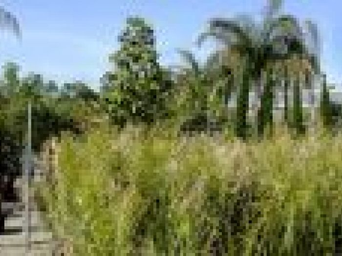 Archisio - Piante Macri - Progetto Il vivaio