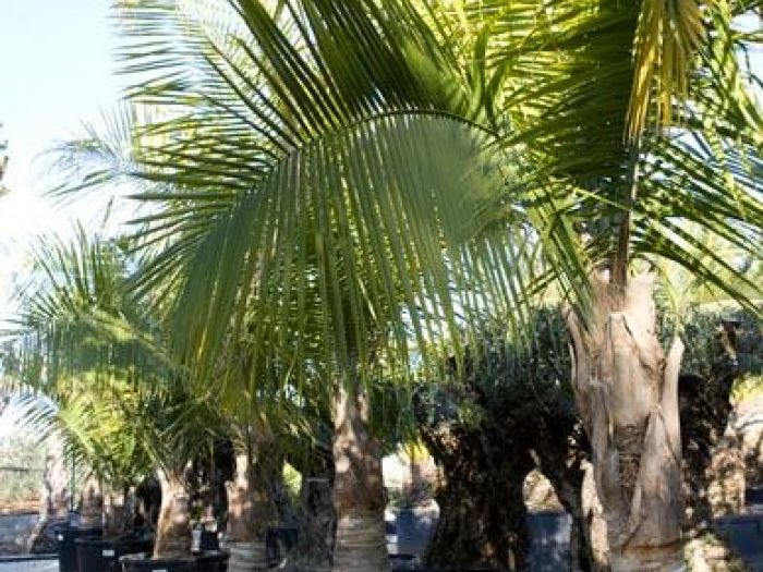 Archisio - Vivai Cantatore - Progetto Piante