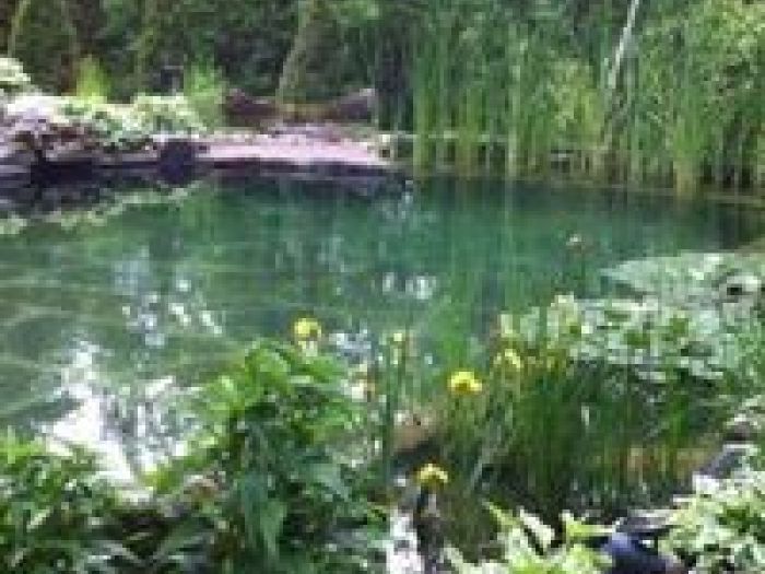 Archisio - Arqtropa Studio - Progetto Piscine naturali e vegetazione acquatica