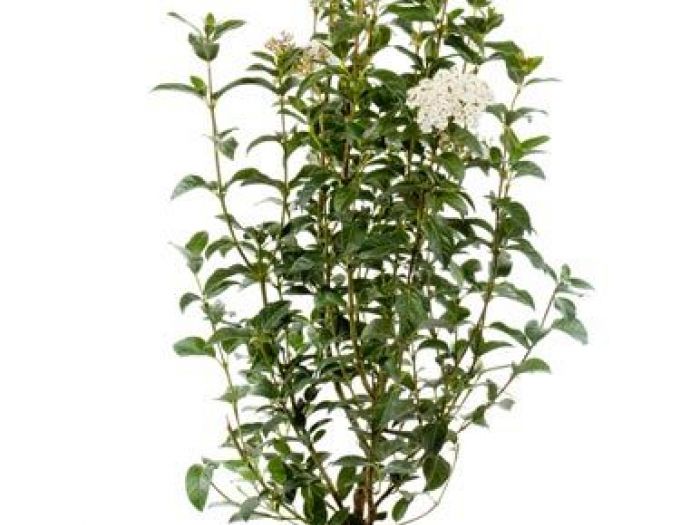 Archisio - Vivai Cantatore - Progetto Piante