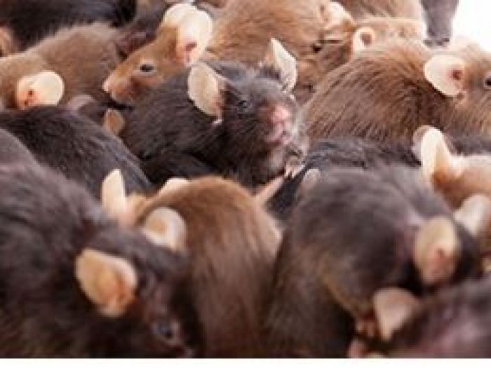 Archisio - Aducta Disinfestazioni Derattizzazioni E Servizi Ambientali - Progetto Derattizzazione