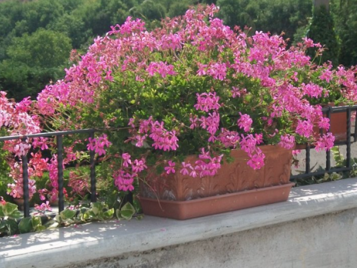 Archisio - Metalpollino - Progetto Lavorazioni in ferro