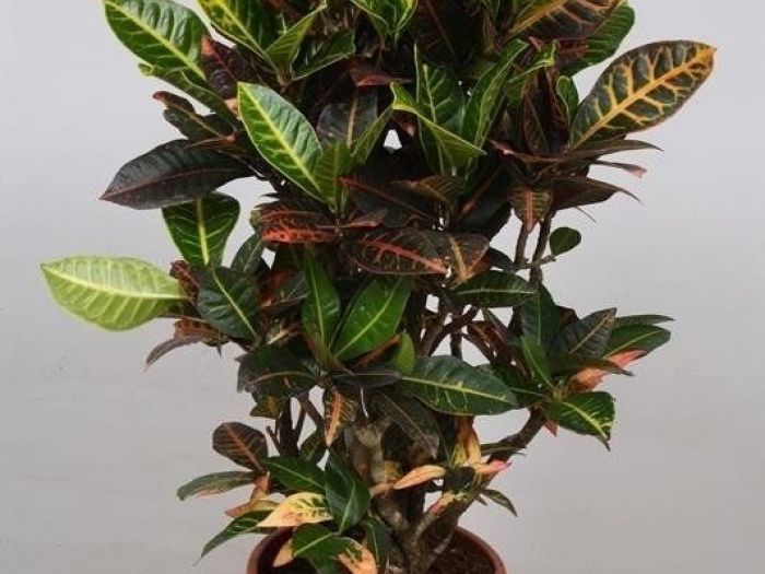 Archisio - Artenatura Vivai Saas - Progetto Piante da interno