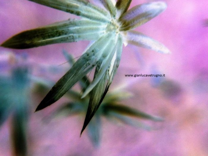 Archisio - Gianluca Vetrugno Meltem Kosan the Art Of The Negative - Artisti - Progetto Galleria 1 fotografie astratte