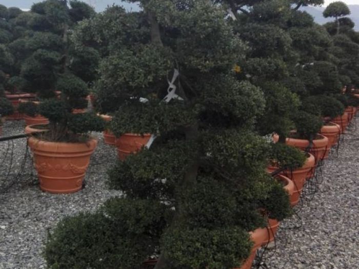 Archisio - Verdein Ss - Progetto Macro bonsai da giardino