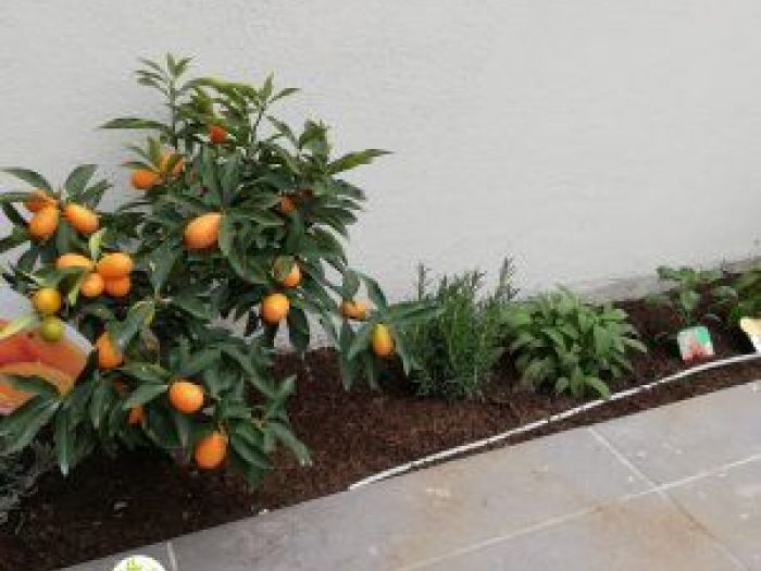 Archisio - Balduzzi Alessandra - Progetto Piante aromatiche