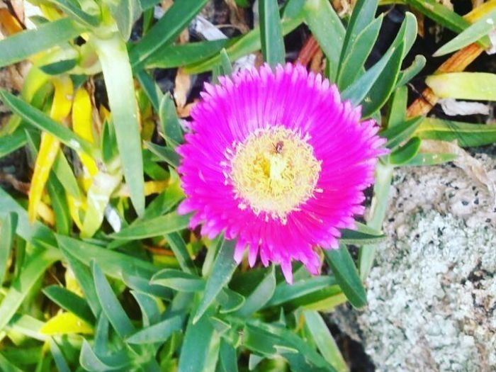 Archisio - Rocca Di Mezzo Srls - Progetto Fiori e prati sintetici