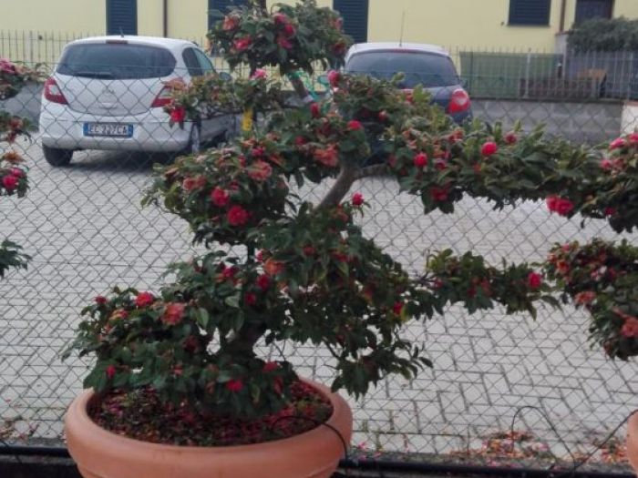 Archisio - Verdein Ss - Progetto Macro bonsai da giardino