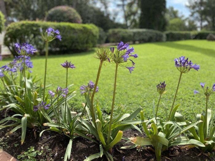 Archisio - Claudia Dibbe Piazza - Progetto Villa bianca