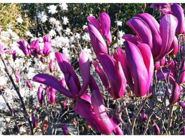 Archisio - Vivai Cantatore - Progetto Piante