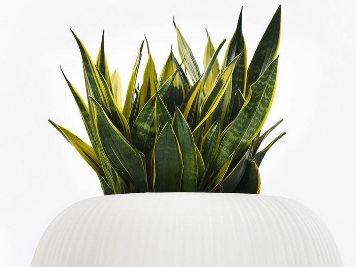 Archisio - Enis - Progetto Arredamento e design