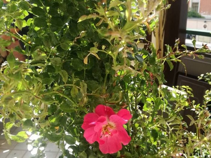 Archisio - Anna Claudia Bufo - Progetto Work in progress