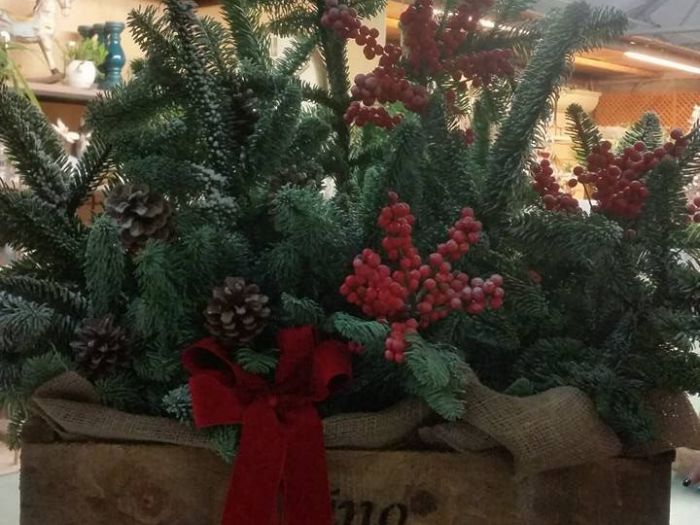 Archisio - Massarroni - Vivai Piante - Garden - Progetto Vivai e piante