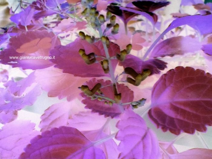 Archisio - Gianluca Vetrugno Meltem Kosan the Art Of The Negative - Artisti - Progetto Galleria 1 fotografie astratte