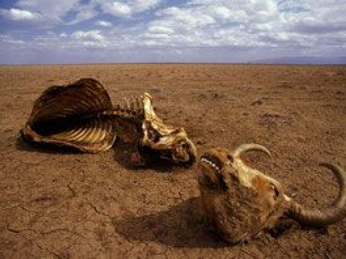 Archisio - Nico Marziali - Progetto Lucca e africa