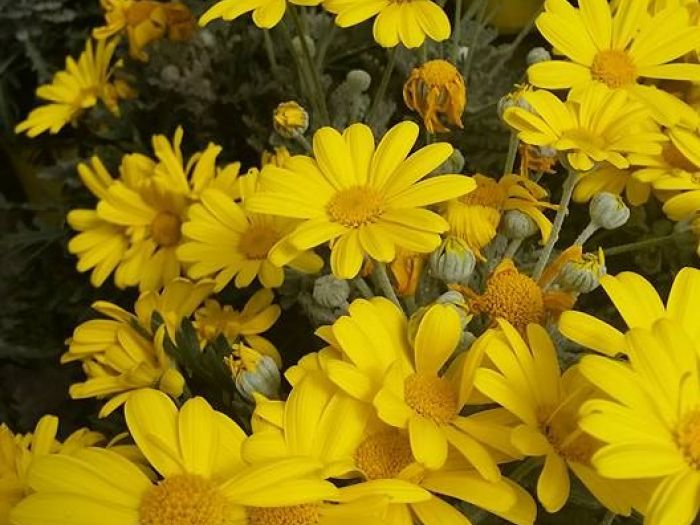 Archisio - Massarroni - Vivai Piante - Garden - Progetto Vivai e piante