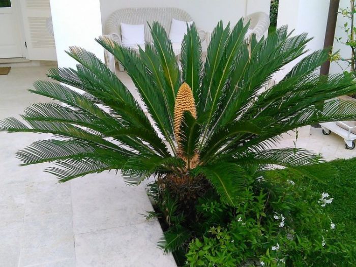 Archisio - Gea Gardening - Progetto Gea gardening