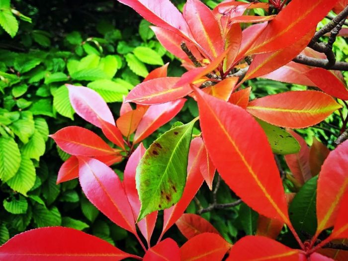 Archisio - Artenatura Vivai Saas - Progetto Piante da esterno