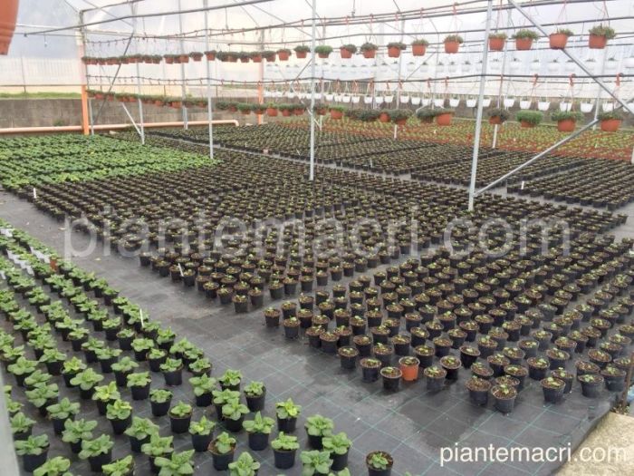 Archisio - Piante Macri - Progetto Serre di produzione